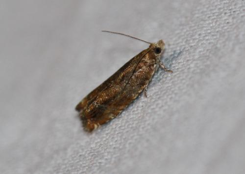 Réf. 325 735 : Epinotia sp.